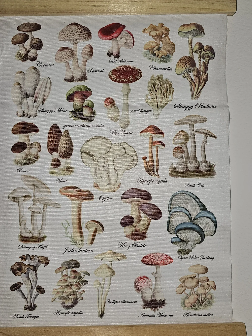 NWOT Botanical Mushroom Wall Hanging Print - Neutral & Green